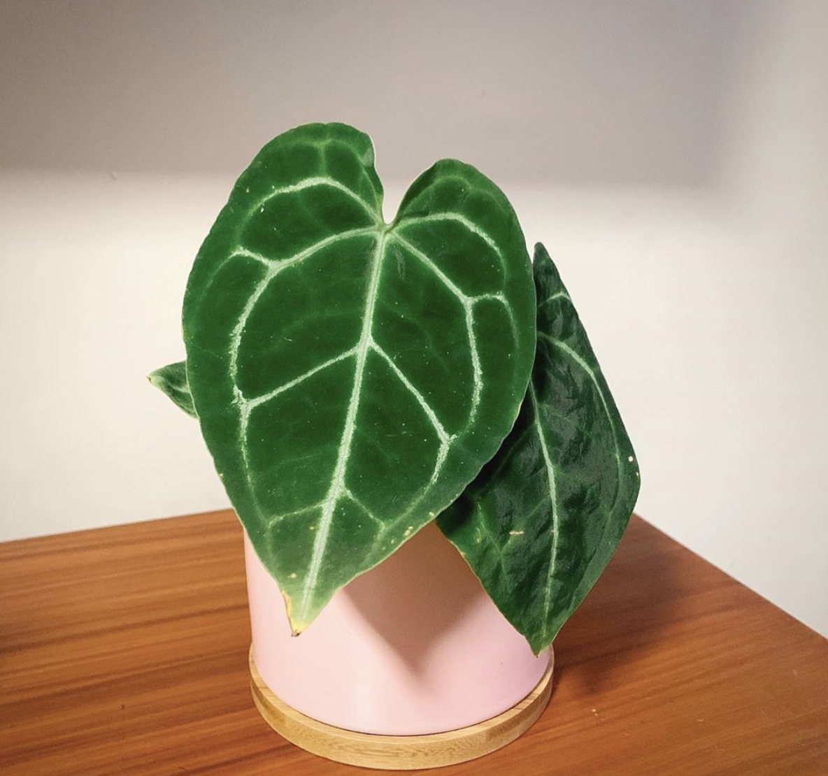 Anthurium Chrystallinum