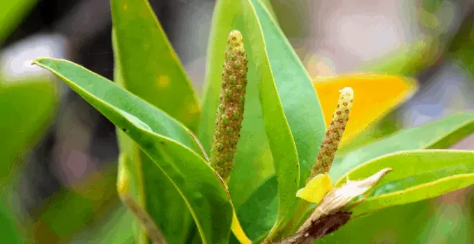 Anthurium Scandens Plant Care