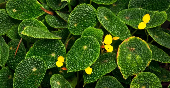 Begonia Microsperma Complete Care Guide 1