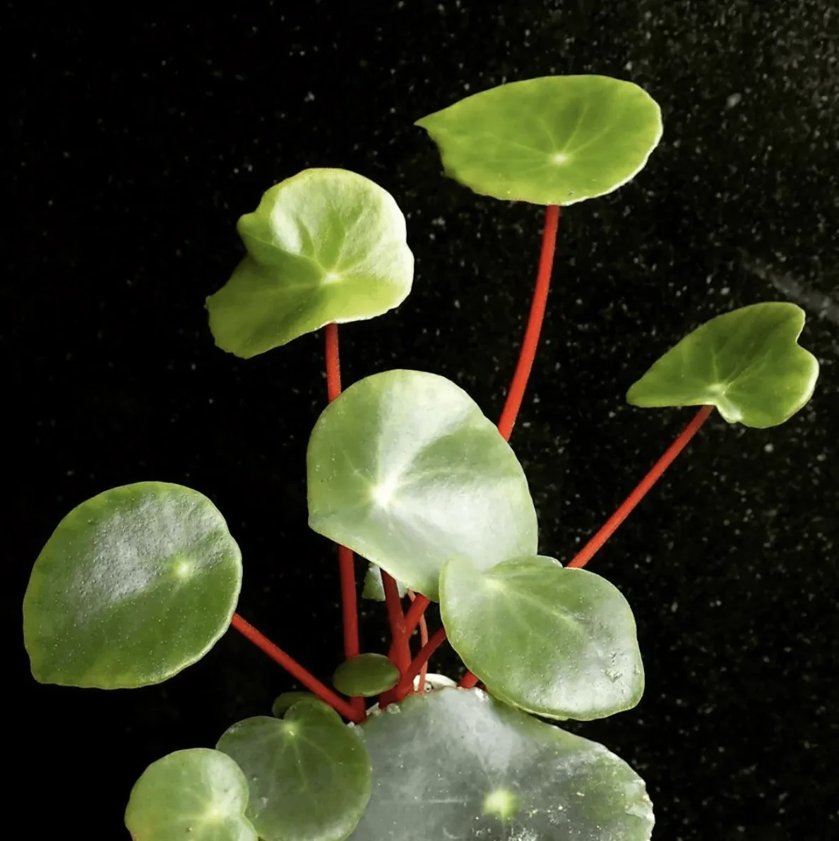 Begonia Peltatifolia