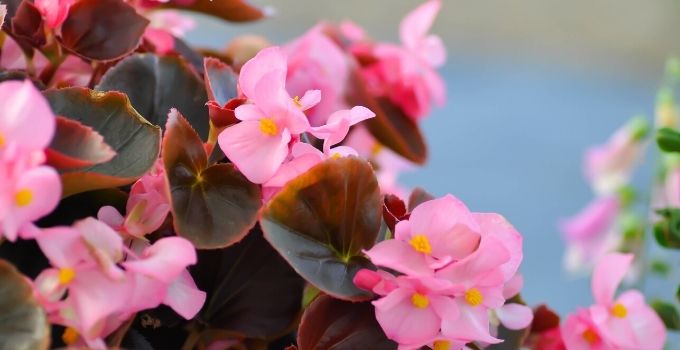 BEGONIA X SEMPERFLORENS (1)