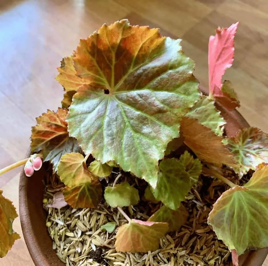 Begonia Pearcei