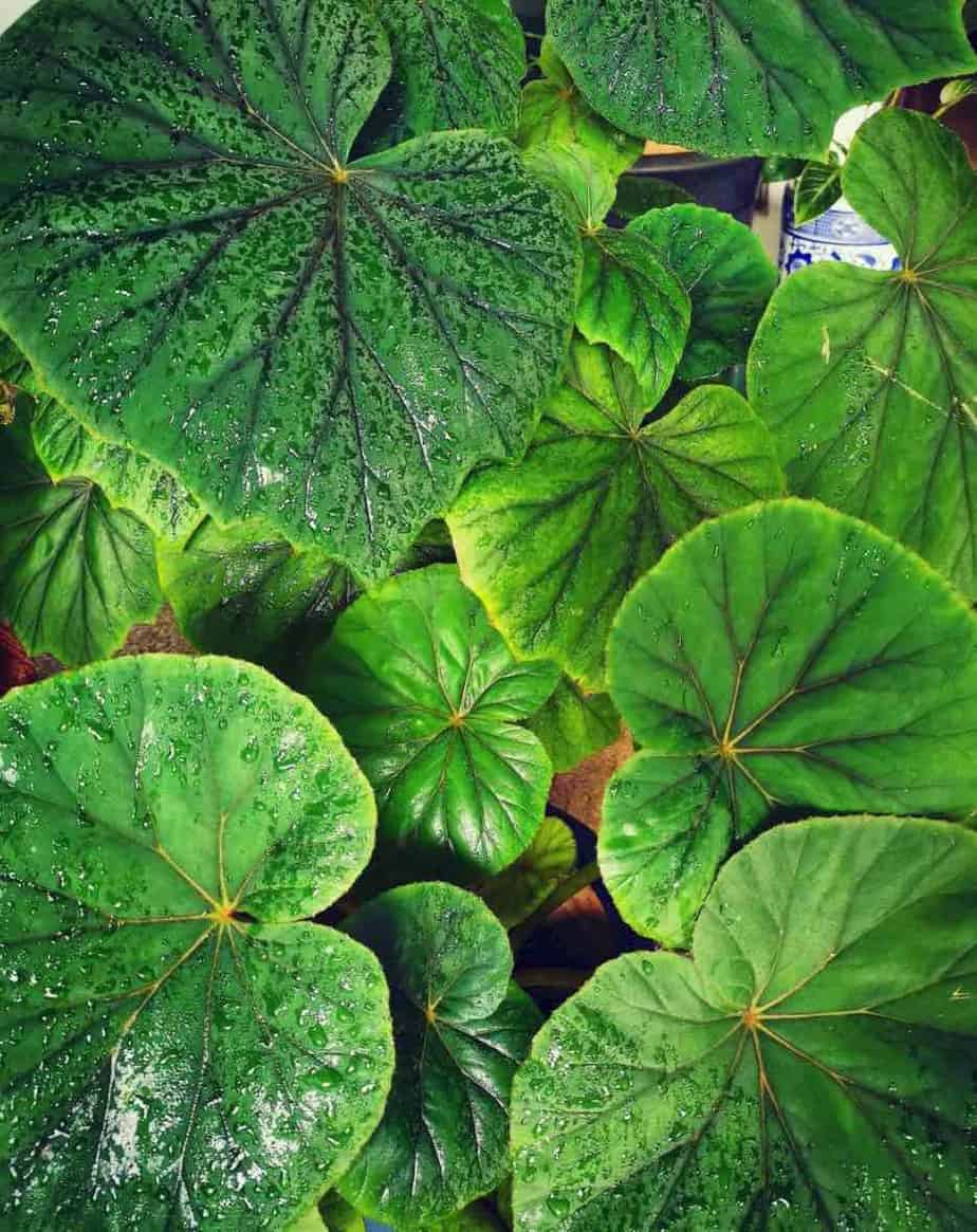 Begonia Popenoei Plant Care