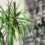 Dracaena marginata Care Tips – My Best Growing Secrets!