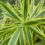 Dracaena Reflexa Plant Care Tips – Do This!