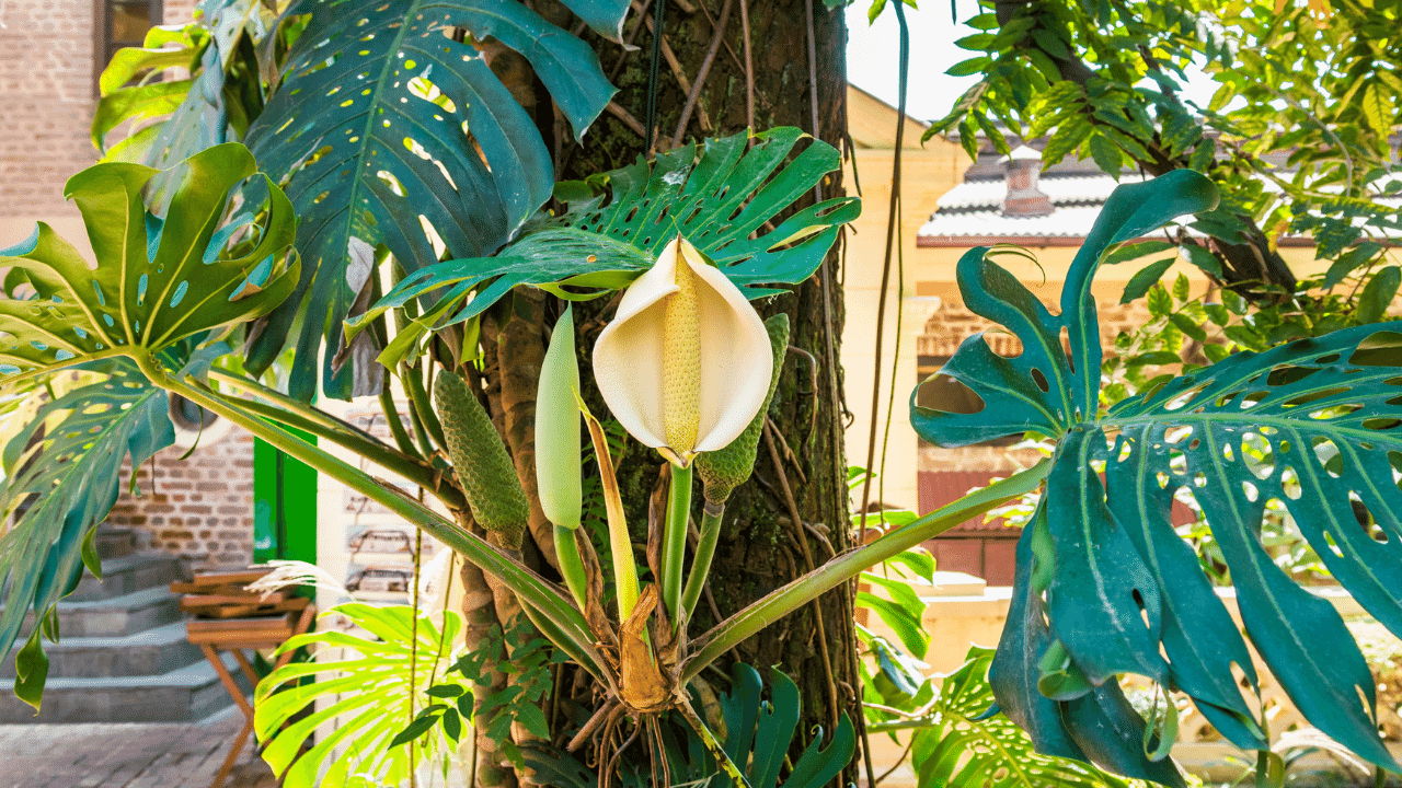 How Much Light a Monstera Deliciosa Needs