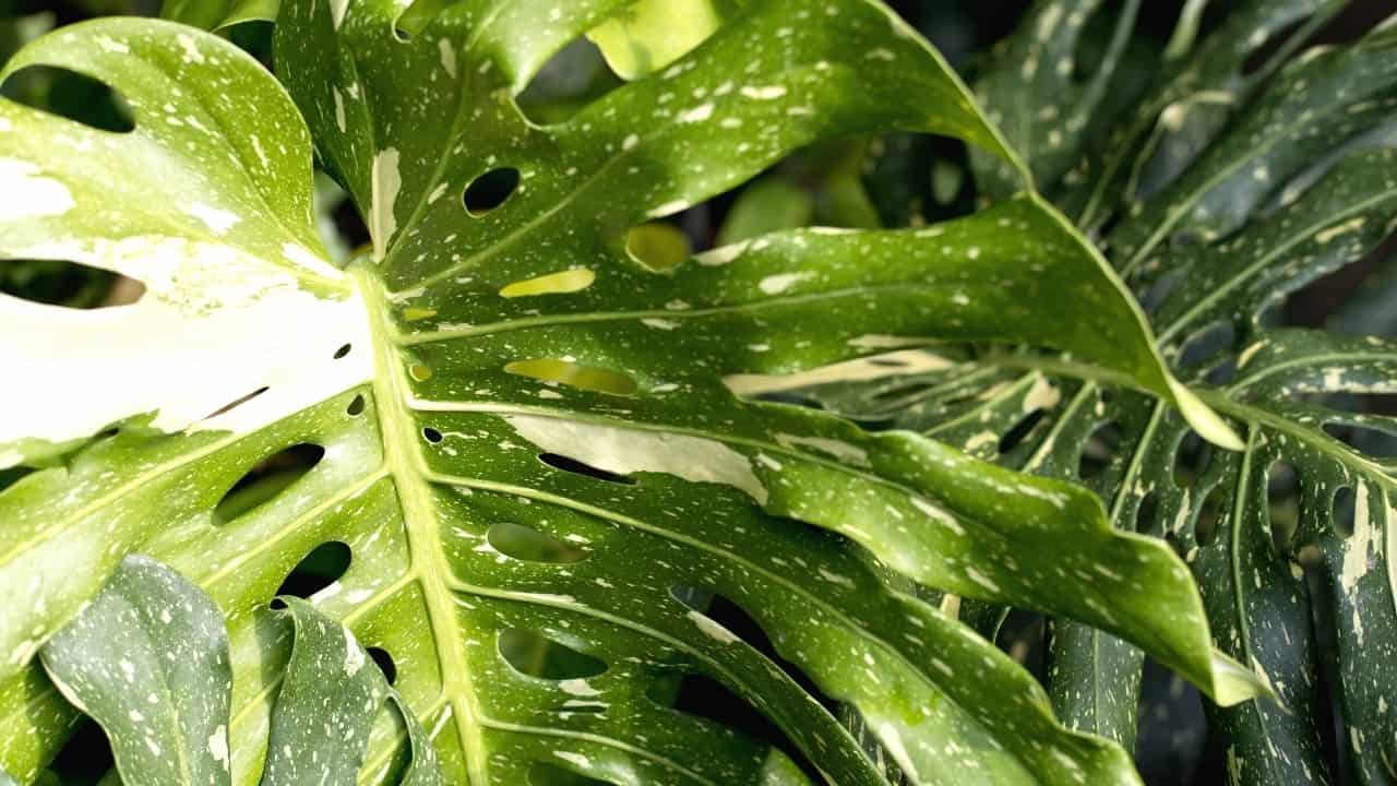 How much does a Monstera Deliciosa cost_