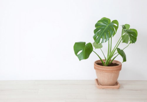 When to Repot a Monstera