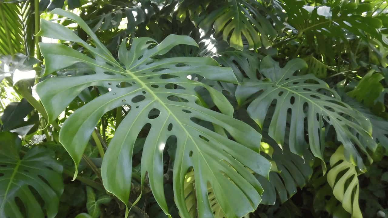 3 Main Reasons Why Monstera Deliciosa Has Holes