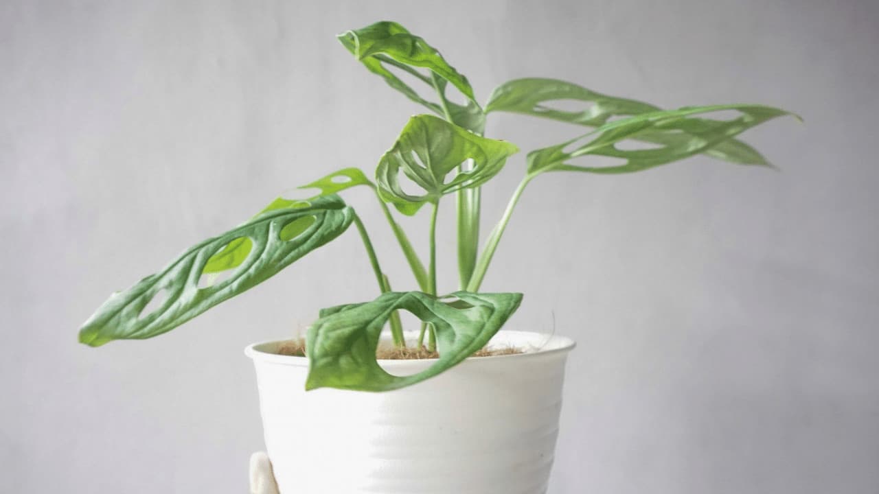 How Often Should I Water My Monstera Adansonii