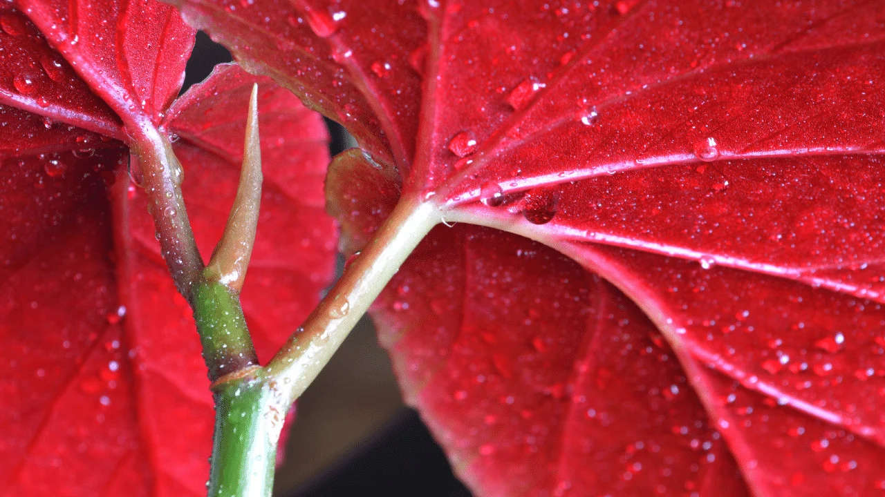 How Often Should You Water Begonias