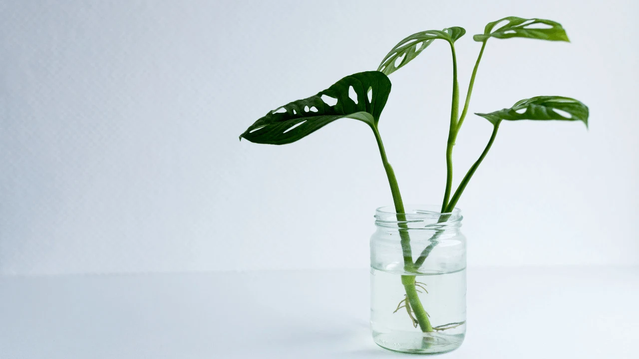 How to Propagate Monstera Adansonii