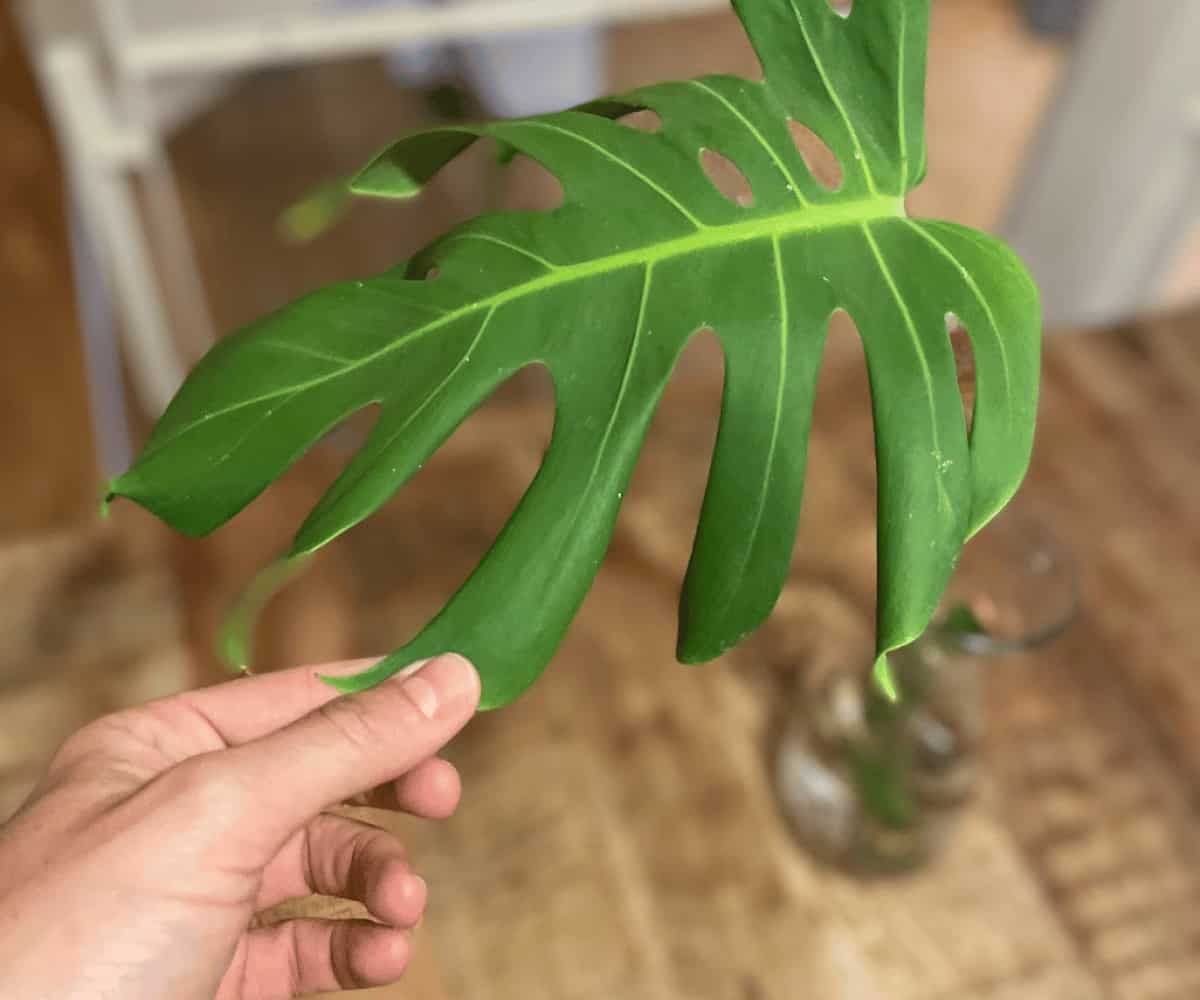 How to Propagate the Monstera deliciosa Plant