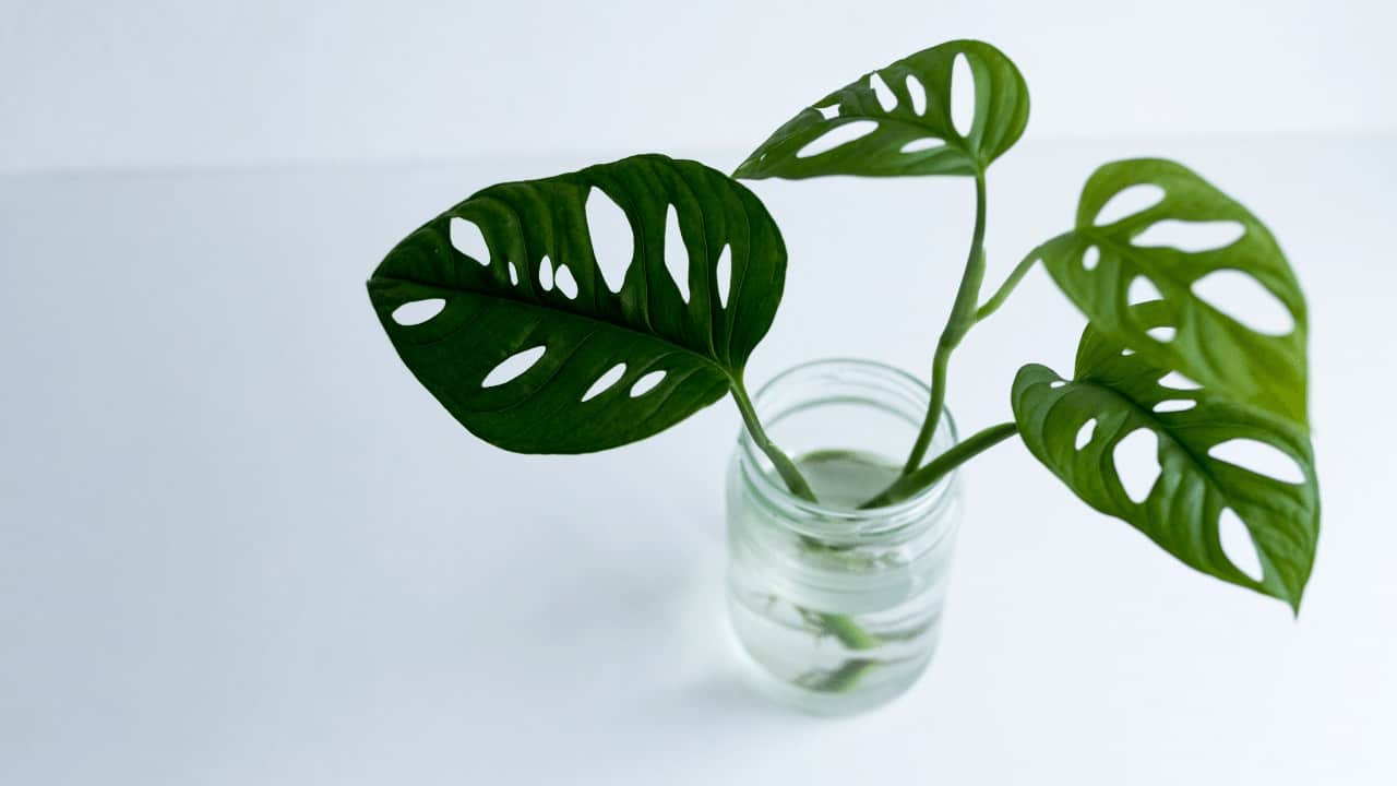 Is Monstera Adansonii Rare