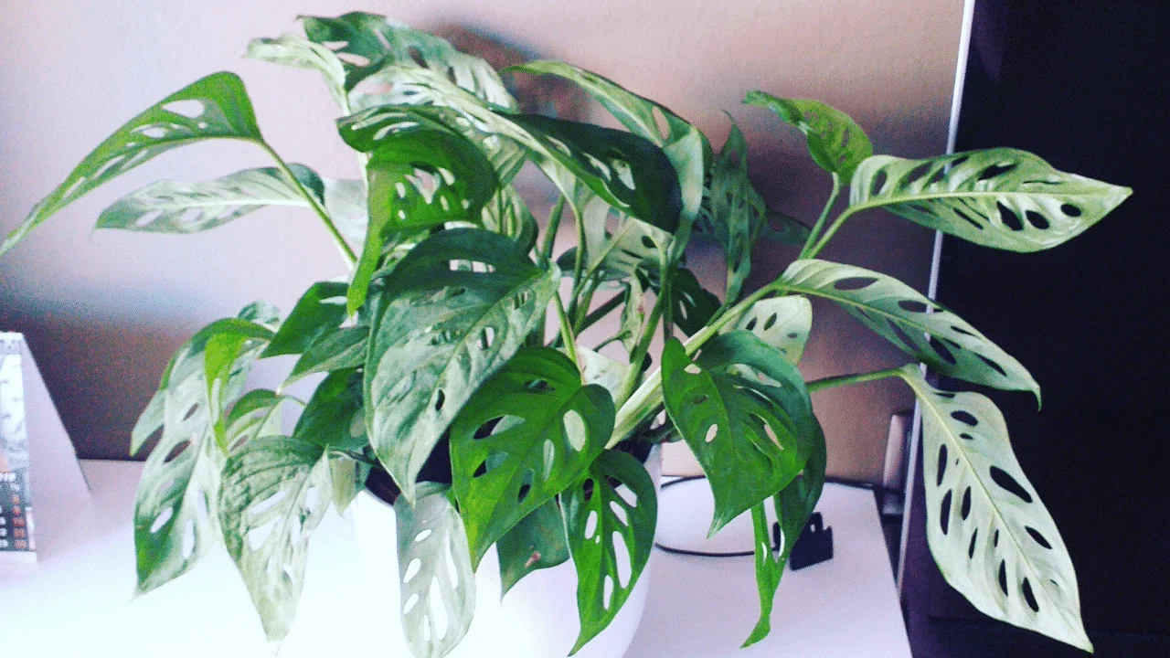 Is Monstera Adansonii Toxic