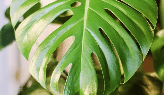 Is Monstera Deliciosa Easy to Grow