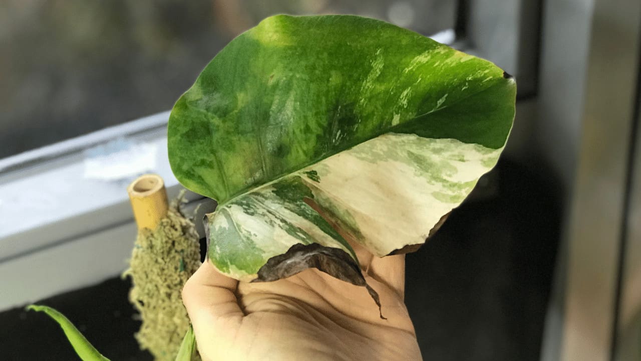 Monstera Deliciosa Has Brown Leaves