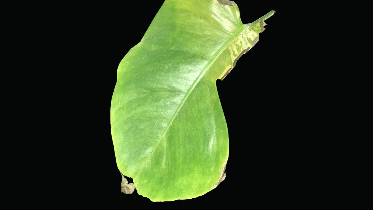 Monstera Deliciosa Has Brown Spots