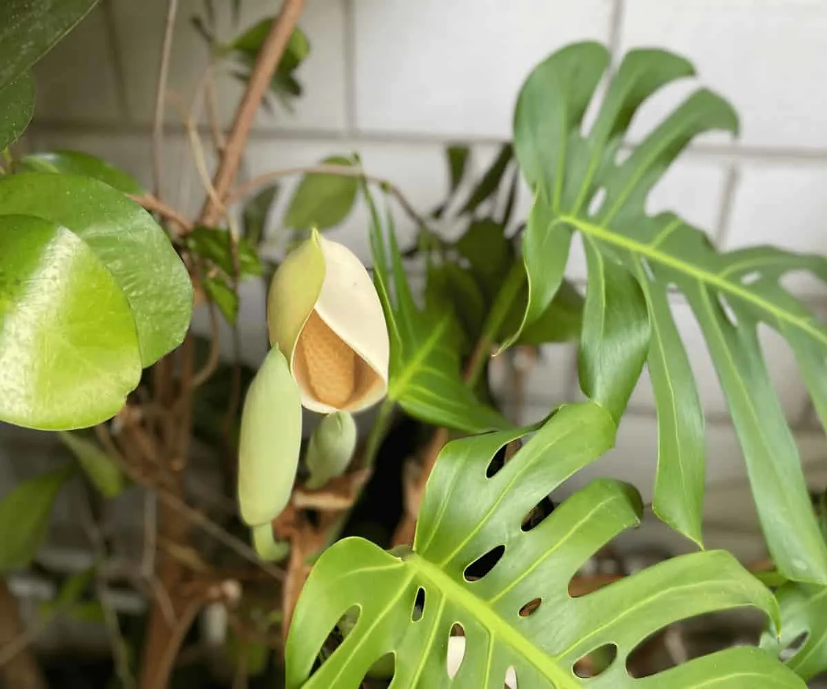 Monstera deliciosa fruit