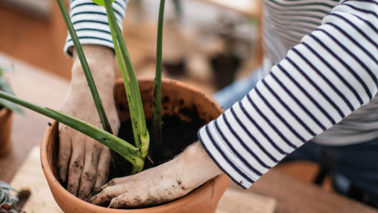 The Best Soil for Monstera Deliciosa