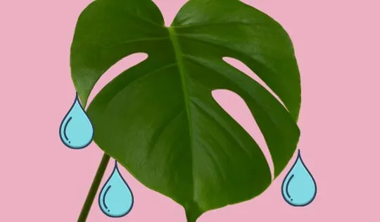 Why Monstera Deliciosa Is Weeping