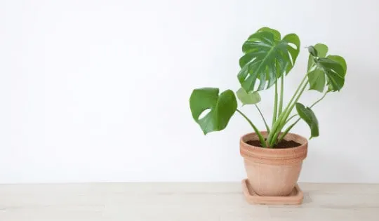 Why Your Monstera Deliciosa Is Dying
