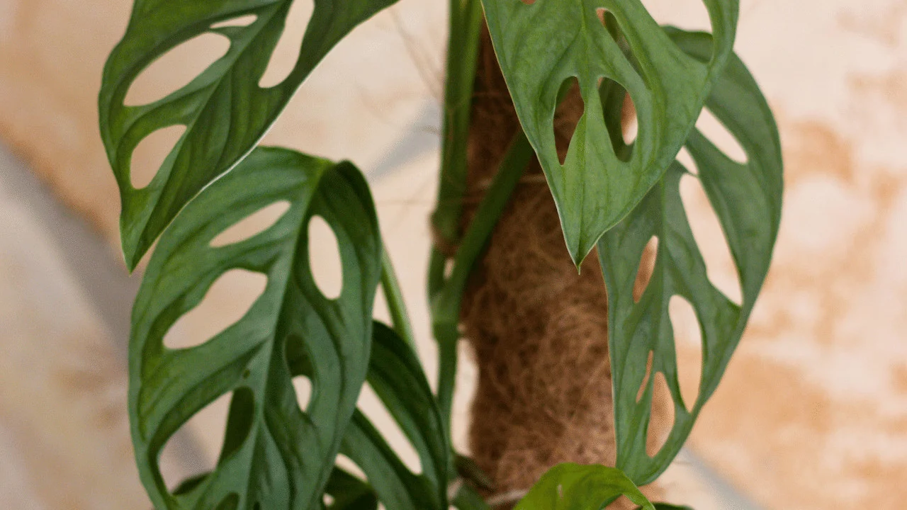 Why a Monstera Adansonii is Wilting