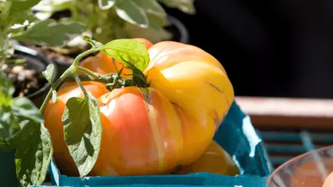 How to Grow German Queen Tomatoes – Best Secrets!
