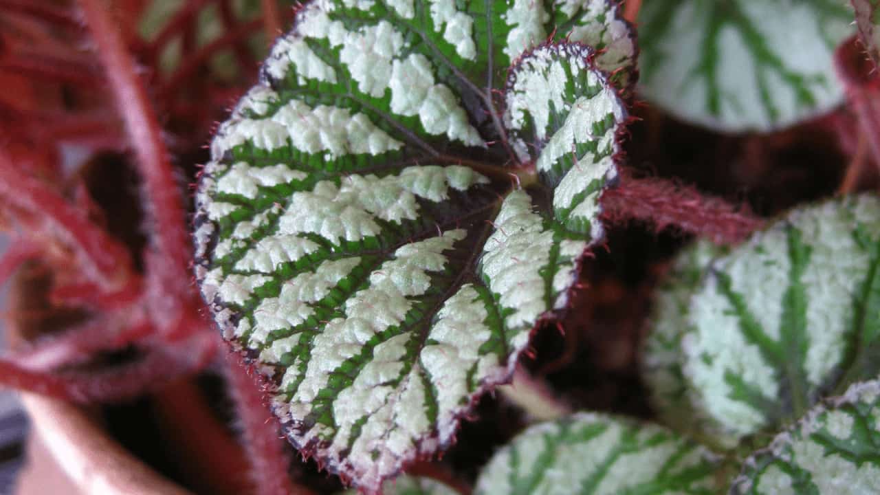 What Causes White Spots on Begonia Leaves