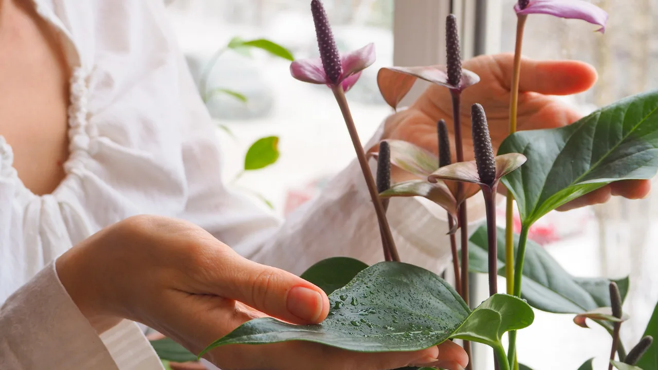 Why Anthurium Leaves Turn Brown