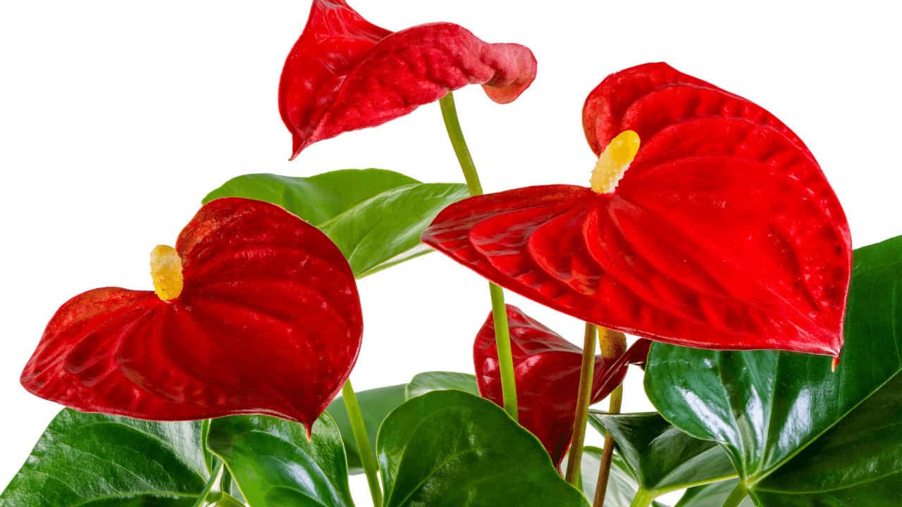 Will Anthurium Rebloom