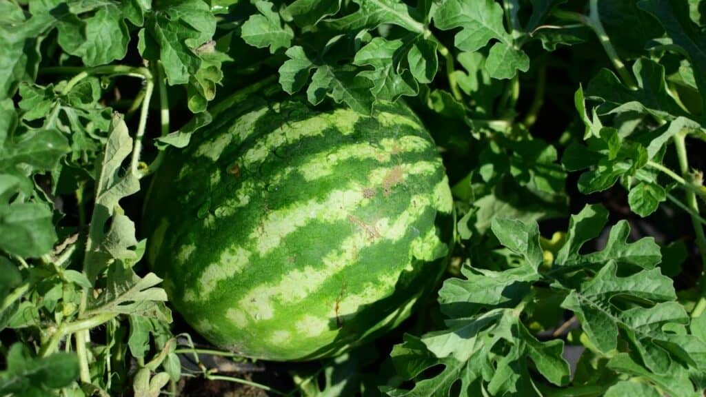 水melon Plant New