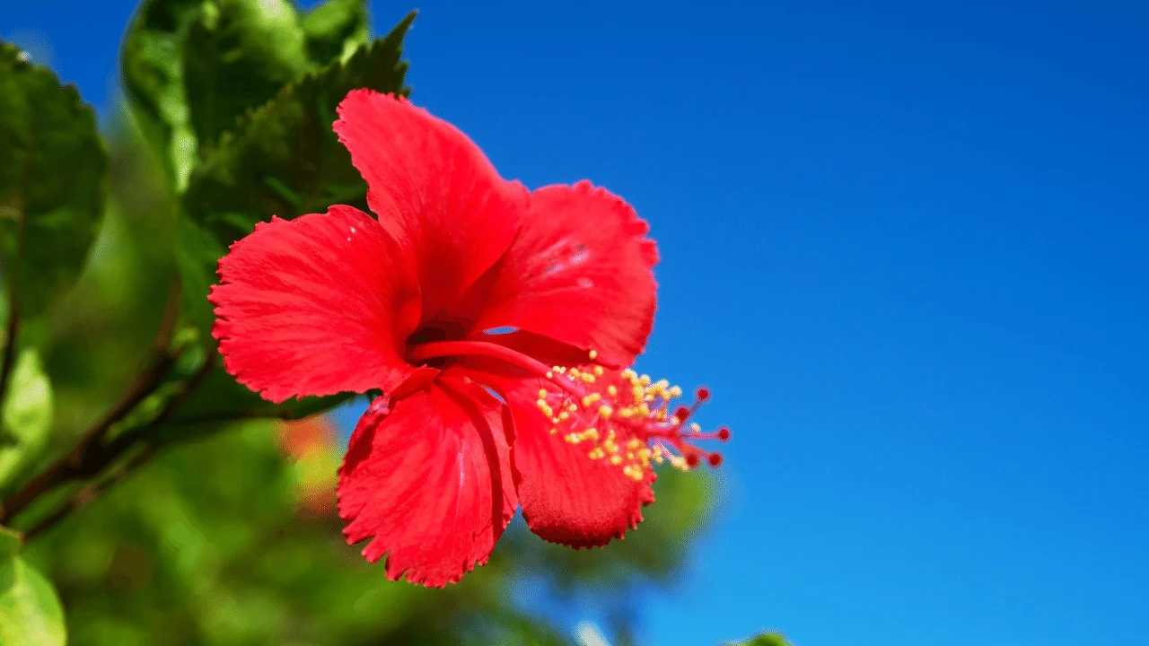 Best Fertilizers for Hibiscus