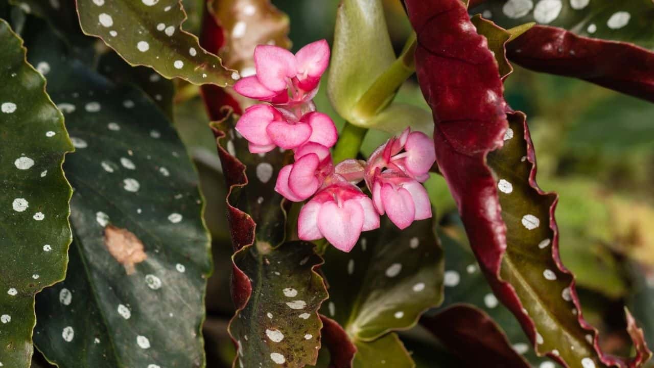 Angel Wing Begonia