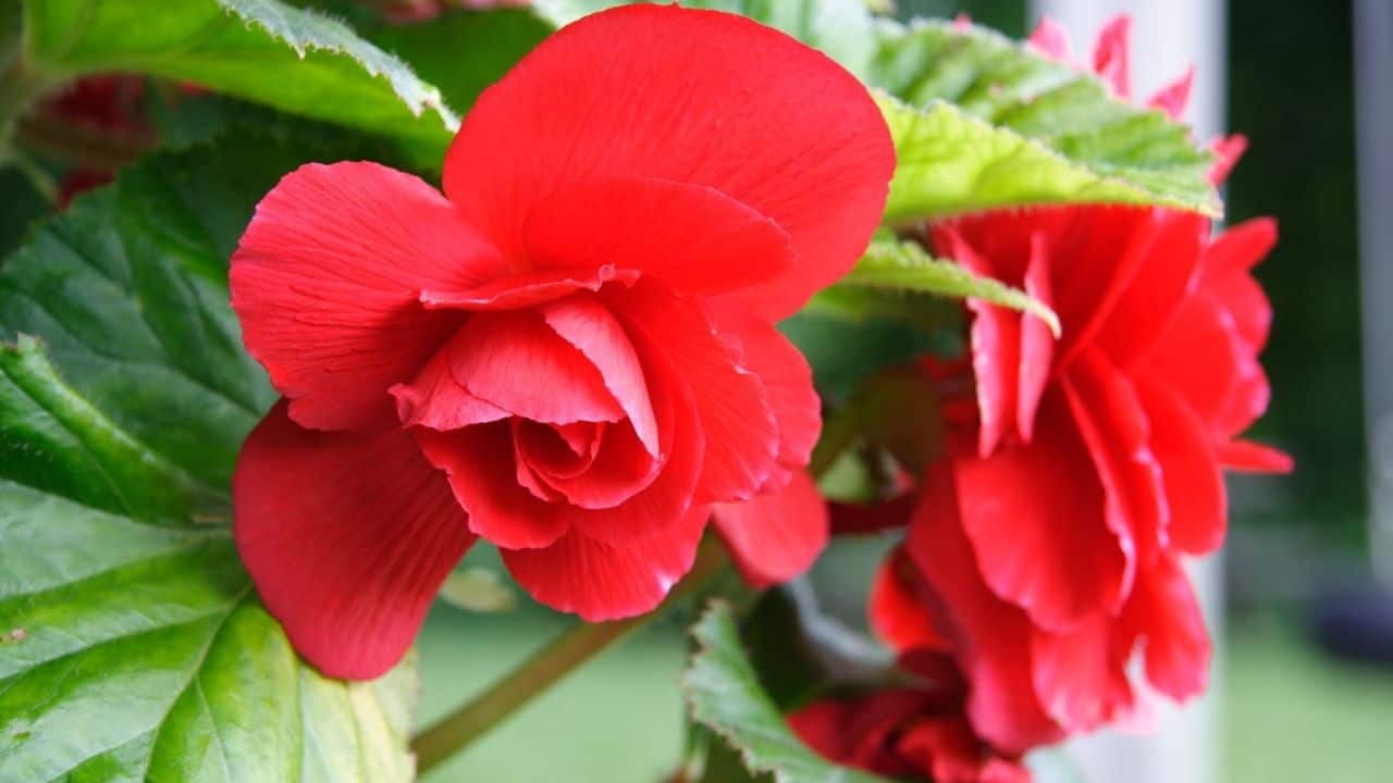 Begonia