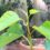 Ficus Religiosa — #1 Best In-Depth Care Guide