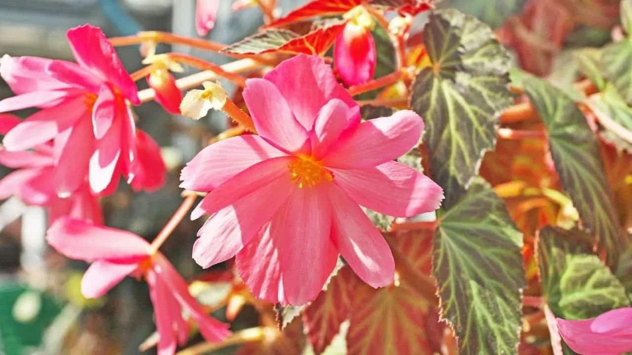 Propagating Begonia