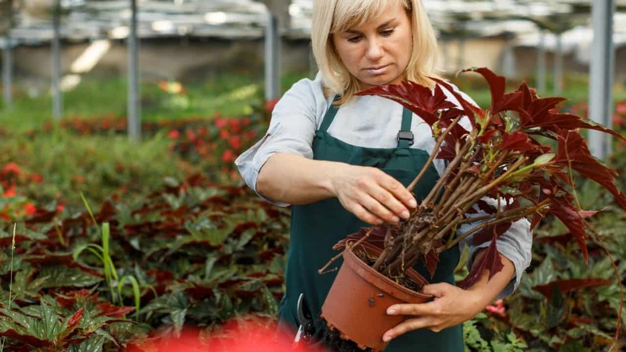 Repotting Begonia