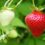 How Long Does it Take To Grow Strawberries? The Answer!