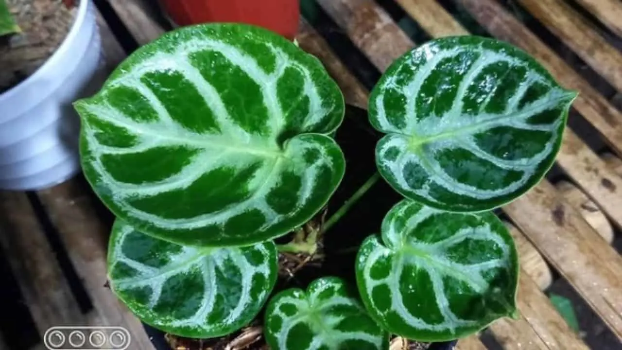 Anthurium Dorayaki