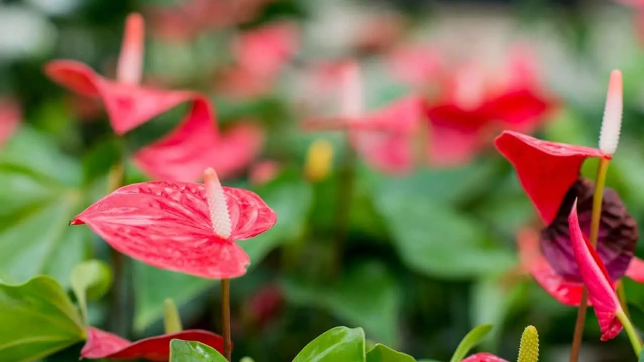 Anthurium Potting Mix