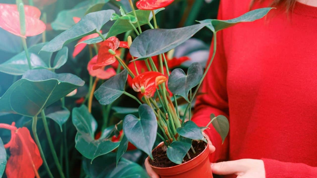Repotting Anthuriums