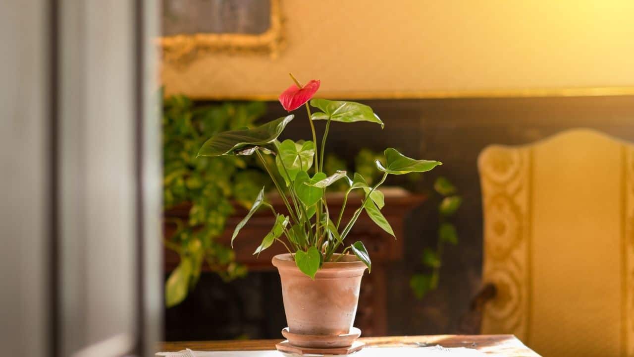 When to Repot Anthurium