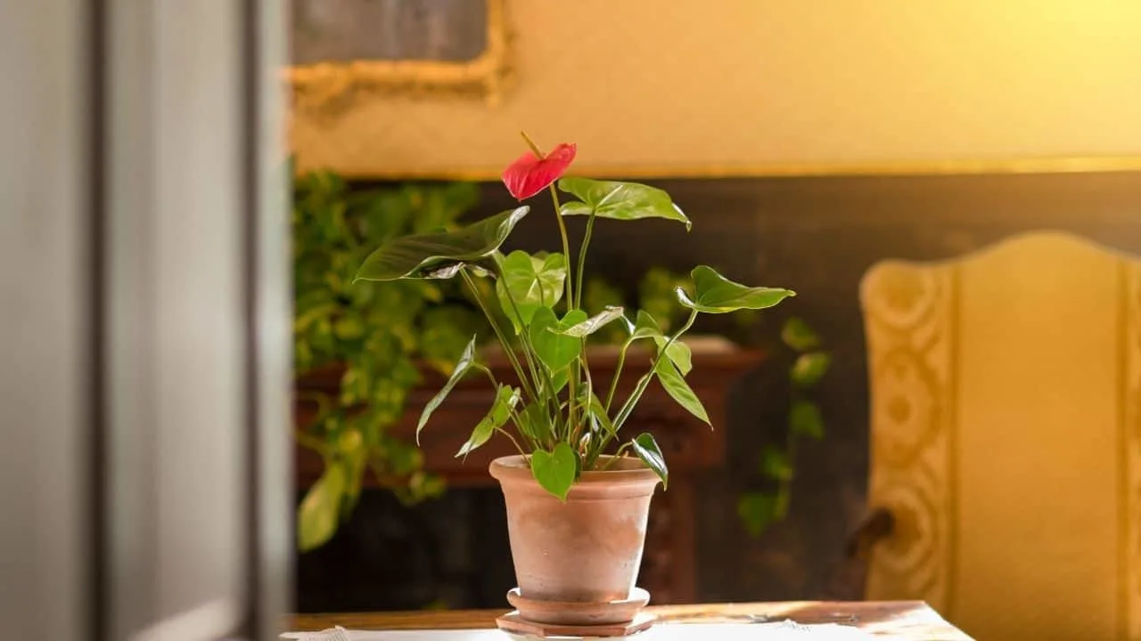 When to Repot Anthurium