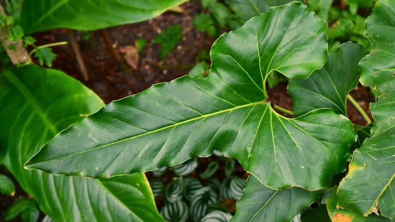 Anthurium Brownii