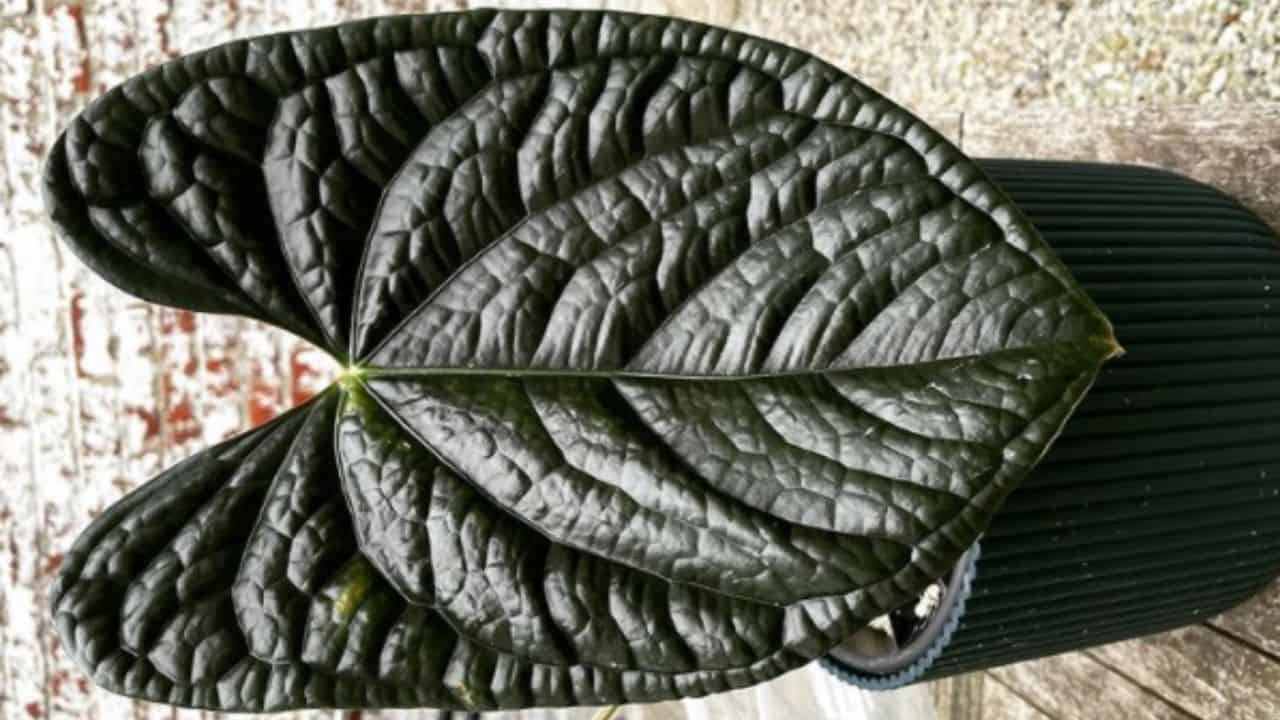 Anthurium Luxurians