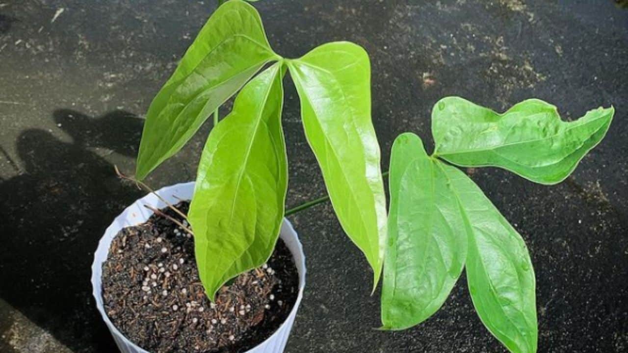 Anthurium Pedatum