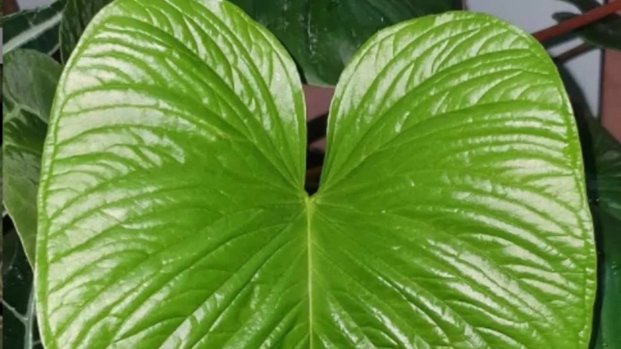 Anthurium Rivulare