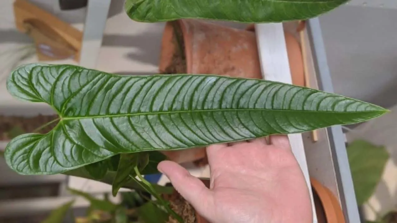 Anthurium Tremulum