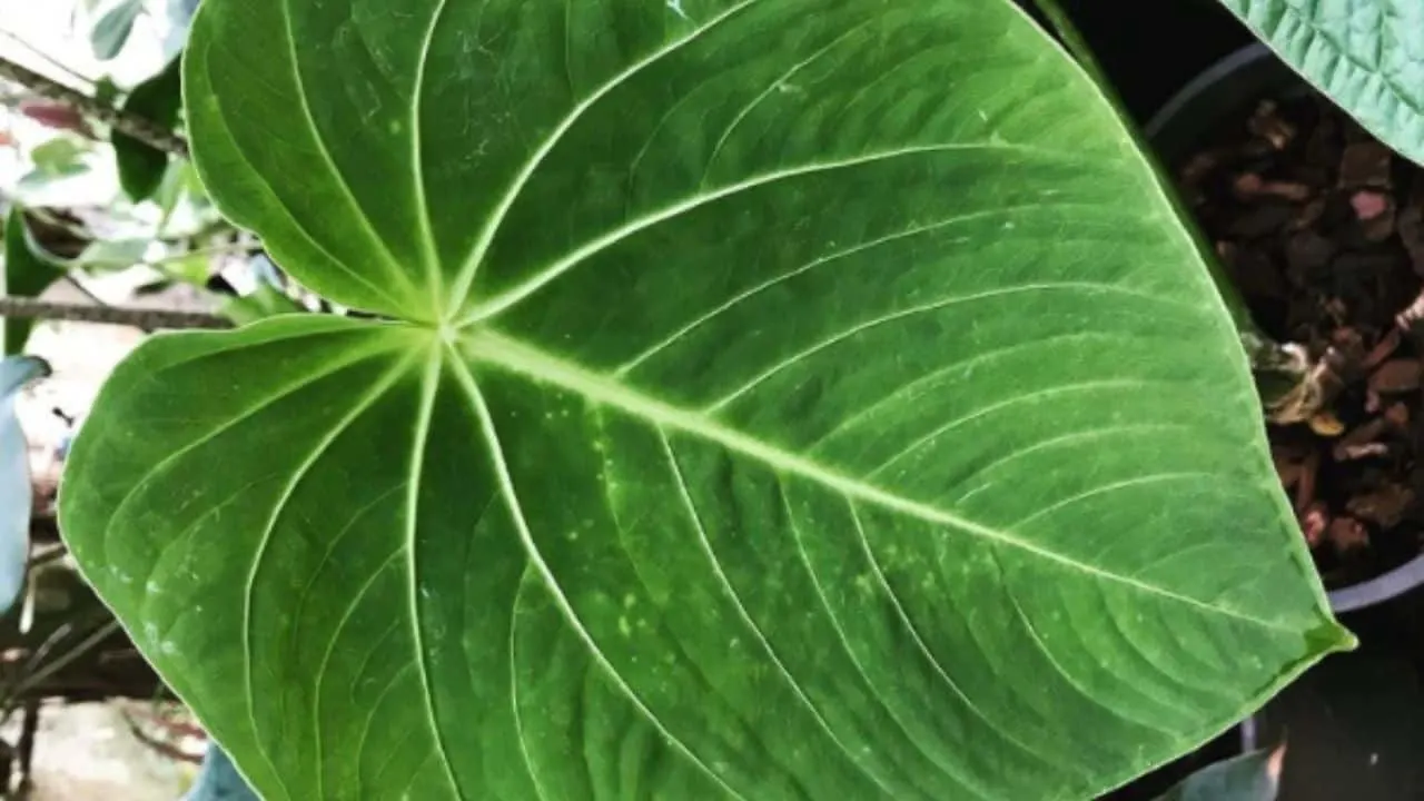 Anthurium Waterburyanum